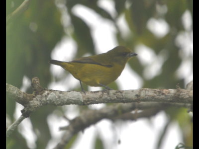 Here's the yellow bird from another angle.