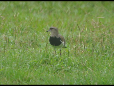 As we passed the soccer field in Gamboa, we saw Southern Lapwings