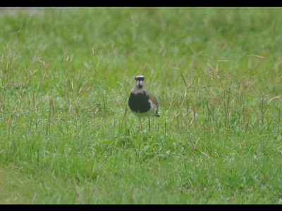 Southern Lapwing, Gamboa, Panama