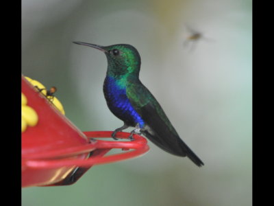 Violet-bellied Hummingbird on a feeder at the entrance of Canopy Tower