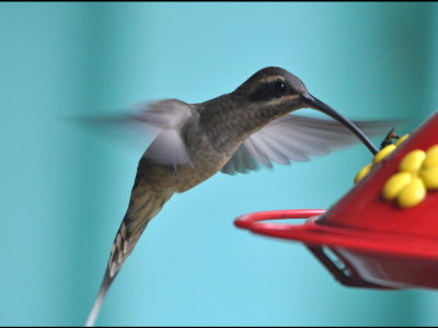 Long-billed Hermit Hummingbird at Canopy Tower