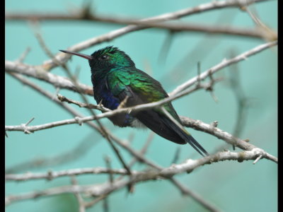 Violet-bellied Hummingbird waiting his turn
Outside the entrance to Canopy Tower, Panama
