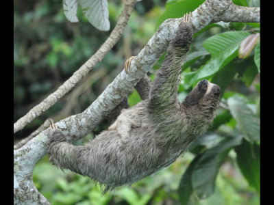 At lunch time, this Three-toed Sloth with its baby was climbing near Canopy Tower.