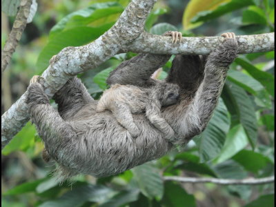 Three-toed Sloth and infant at Canopy Tower, Panama
