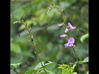 Orchid-looking flowers in the beds at Canopy Tower