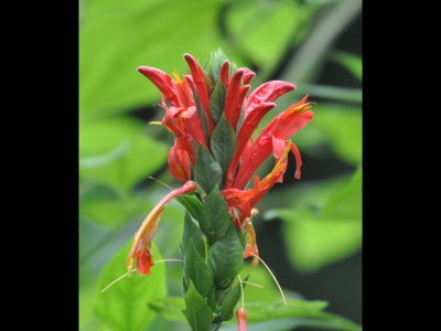 Another Canopy Tower flower