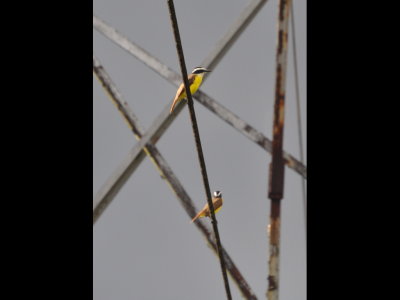 Great Kiskadee and Lesser Kiskadee
On a wire over the RR tracks near Gamboa, Panama