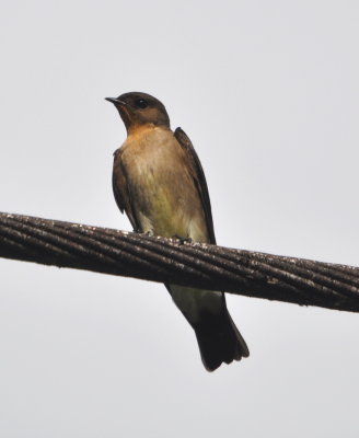 Southern Rough-winged Swallow