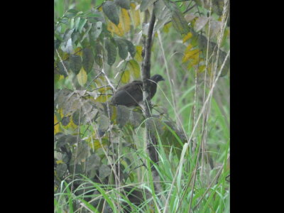 Gray-headed Chachalaca
Near the Panama Canal at Gamboa, Panama