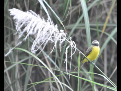 Social Flycatcher