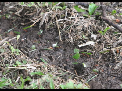 Leaf-cutter ants
They have made a trail through the grass.