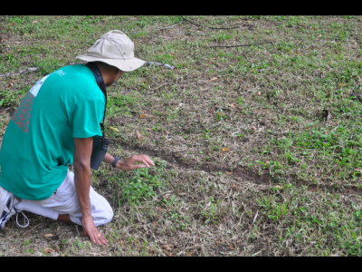 Kannan, studying the leaf-cutter ants
to find a 'lookout' ant riding on the leaf another ant is carrying.