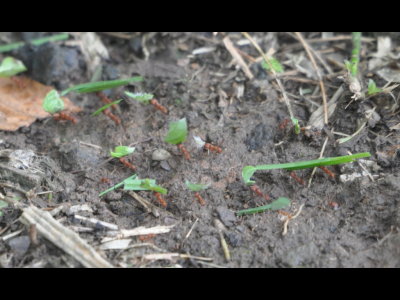 Leaf-cutter Ants