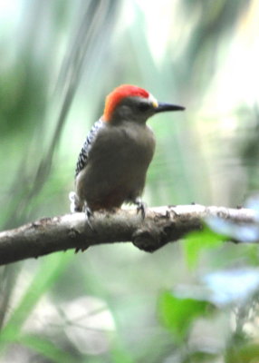 Red-capped Woodpecker near Summit Pond, Panama