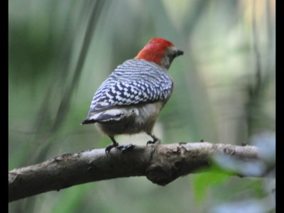 Back of the Red-capped Woodpecker