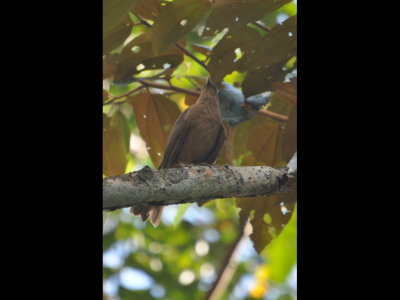 Clay-colored Thrush