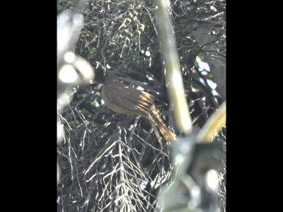 The Clay-colored Thrush was nesting in the palm tree.