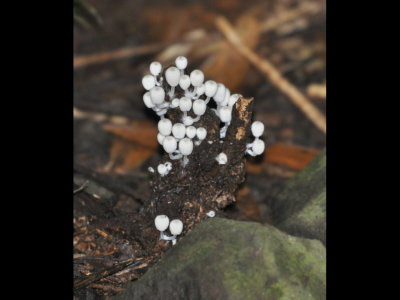 Dainty toadstools on a dead tree stump
