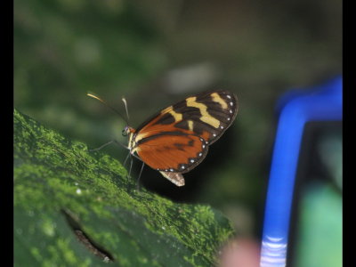 Butterfly and a competing photographer (Mia)