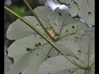 Three young-looking Brown-capped Tyrannulets
seeking shelter from the rain under Cecropia leaves.