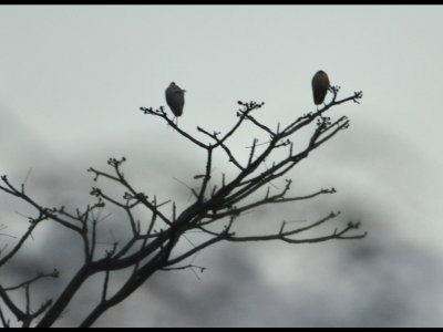Two Capped Herons in a tree across the water at Summit Pond