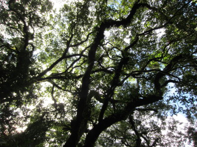 A look at the forest canopy overhead