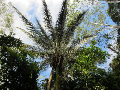 A big palm beside the road