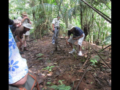 Kannan stomped above a large leaf-cutter ant mound to call out the larger guard ants. 
