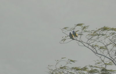 Blue-headed Parrots in the distance 
Seen from the deck at Canopy Tower, Panama, before breakfast
