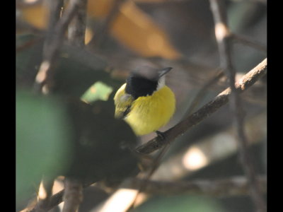 Black-headed Tody-flycatcher
from the deck of Canopy Tower 