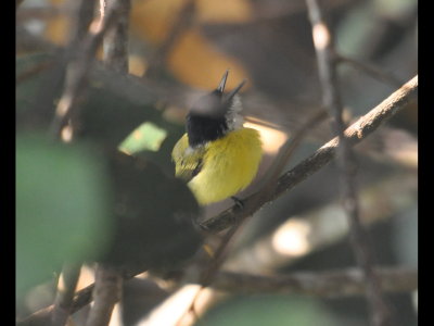Black-headed Tody-flycatcher