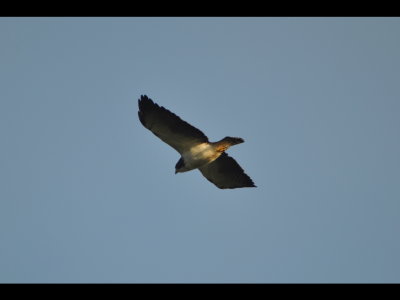 Adult light Short-tailed Hawk
flying over Canopy Tower, Panama