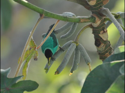 Male Green Honeycreeper
eating Cecropia seed pods off the Canopy Tower deck