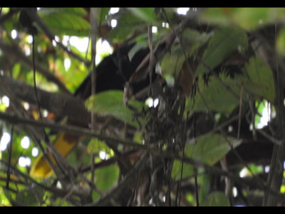 Back and tail of the Chestnut-headed Oropendola