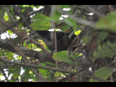Another blurry view of the Chestnut-headed Oropendola