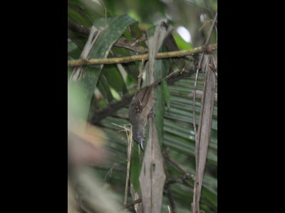 Possible young male Checker-throated Antbird