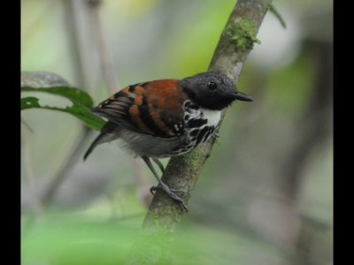 Male Spotted Antbird