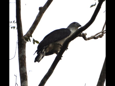Gray-headed Kite in the trees above us