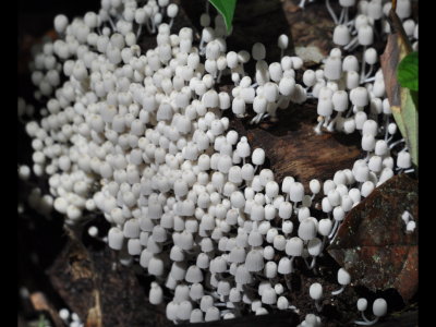 Close-up of the toadstools