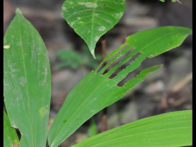 Curious cut leaf pattern, unlike what we saw Leaf-cutter Ants doing
