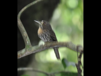Male White-whiskered Puffbird