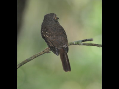Back of the male White-whiskered Puffbird