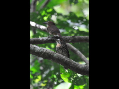 Female and male White-whiskered Puffbirds