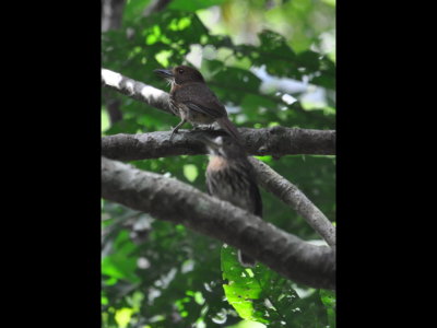 Female and male White-whiskered Puffbirds