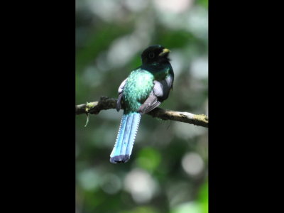 Back view of the Black-tailed Trogon