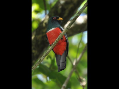 Front view of Black-tailed Trogon
White stripe distinguishes it from Slate-tailed