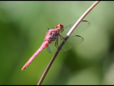 Roseate dragonfly