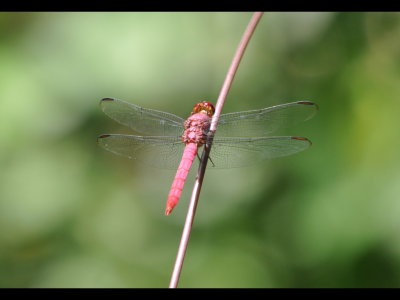 Roseate dragonfly