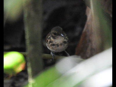 Spotted Antbird?