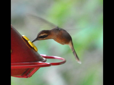 Back at Canopy Tower, we found this little Stripe-throated Hermit at the feeder.